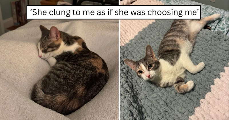 23 pictures of cats and text | thumbnail includes two pictures of a cat and one picture of text including '‘She clung to me as if she was choosing me’' 