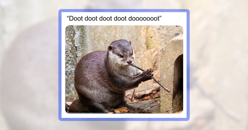 27 otter memes | thumbnail includes one meme including '"Doot doot doot doot dooooooot"'