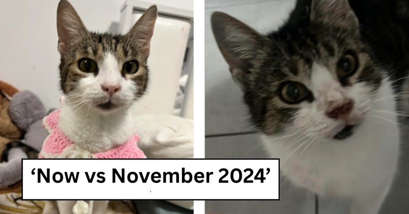 'She reminds me of my soul cat I had in high school': Uni student spots poor cat as he's leaving for class, she plops and he takes her in immediately