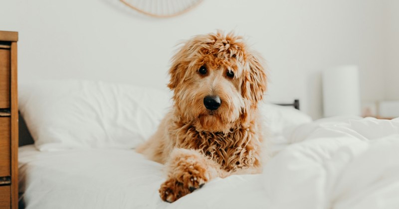 A goldendoodle dog sits on a bed with a white comforter on it