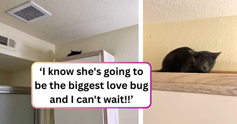 47 text pictures, 2 cat pictures | thumbnail includes two pictures of a cat, and 