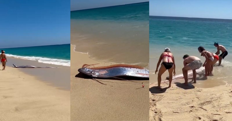 Pictures and video of beached oarfish in Cabo San Lucas | Thumbnail includes three pictures of beached oarfish