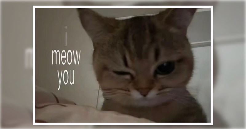 humor wholesome hilarious wholesome cats adorable cats pets funny pets Memes funny cats funny cat memes Funny Memes - 44627461