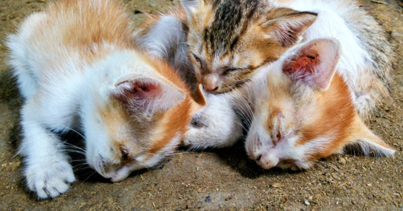 'Found this little cuddle puddle sleeping in the dirt today': Kind man sees a pile of kittens outside peacefully asleep, he doesn't have the heart to wake them but watches over them