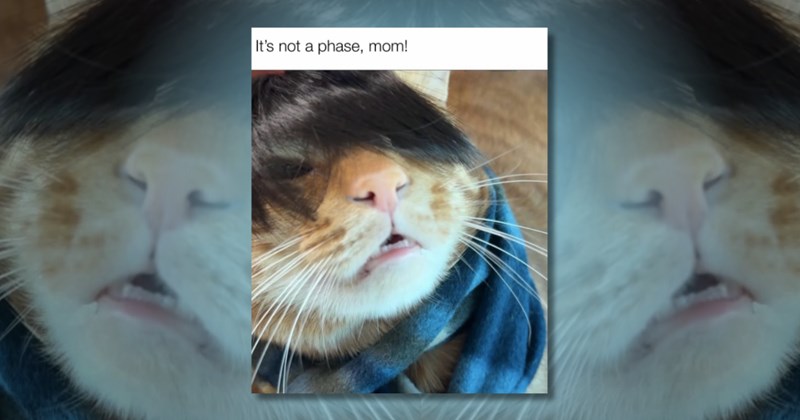 cat cats cat-memes memes funny wholesome cute positivity