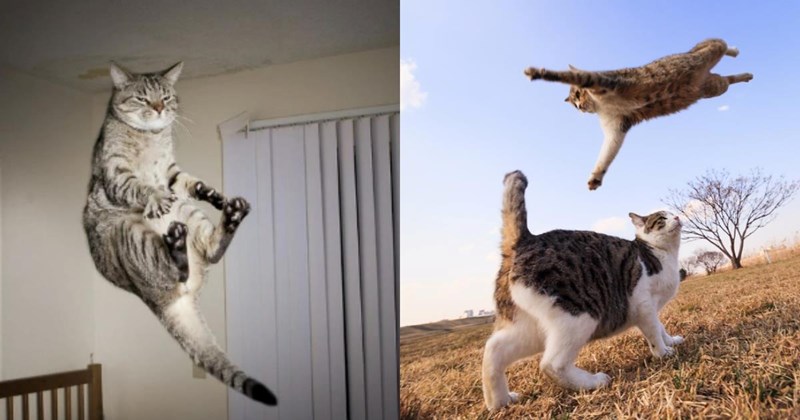cats cat cute jumping flying airborne meow feline