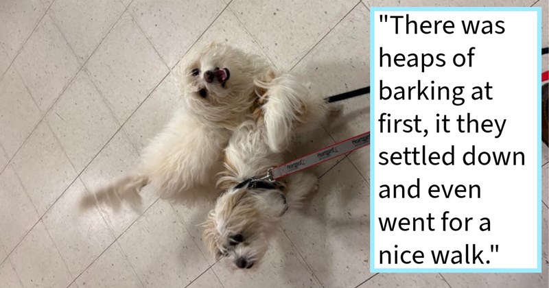 Two neglected puppers saved veteran being run over given chance heal from hurt hoomans caused under foster care their brave rescuer, foster dad says: ‘They may end up becoming my new family members.’ | thumbnail includes one image which shows two scruffy white medium dogs on leashes ‘“There was heaps of barking at first, it they settled down and even went for a nice walk.”’