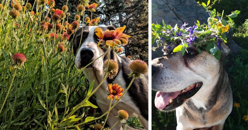 28 Pawdorable Flower Pups Brighten your Day | thumbnail includes two images one image shows a brown and white dog standing in a field of dark yellow flowers, the other image shows a white and brown dog with a flower crown on its head