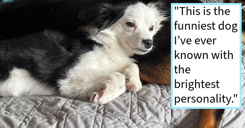 Woman who rescued malnourished dog from negligent owner shares journey from hangry hound couch cuddler, dog mom says: ‘From hiking, agility, paddle boarding she can do it best of them with biggest happiest smile on her face.’ | thumbnail includes one image which shows a black and white dog curled up on a couch ‘“This is the funniest dog I’ve ever known with the brightest personality.”’