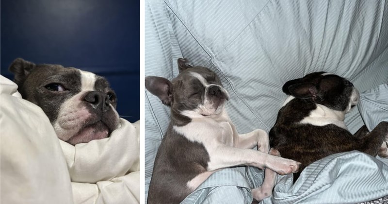 26 Beautiful Boston Terriers Who’re Bosses their Pawrents’ Beds | thumbnail includes two images  one image shows a black and white dog lying on a pile of pillows giving side-eye, the other image shows two black and white dogs lying on their side sleeping on pillows in a bed covered by comforter
