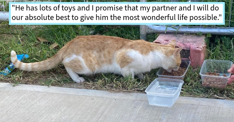 ‘We were about leave when heard faintest meow a few houses down.’: Couple finds adopts orphaned orange kitten hiding under construction debris, promises give him best indoor life possible | thumbnail includes one image which shows an orange and white cat eating from plastic boxes ‘“He has lots of toys and I promise that my partner and I will do our absolute best to give him the most wonderful life possible.”’