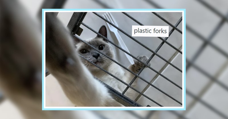 25 Types Trash Treasured Cute Cat Children Posted Pawrents | thumbnail includes one image which shows a gray and beige cat reaching through a metal grate and a plastic fork ‘plastic forks’