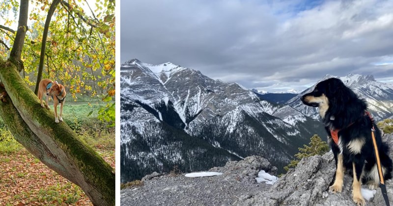 20 Wholesome Hiking Doggos Who Could be That One Unemployed Friend on a Random Tuesday | thumbnail includes two images one image shows a brown dog standing on a leaning tree in a forest, the other image shows a black dog sitting at the top of a mountain looking out over mountain range