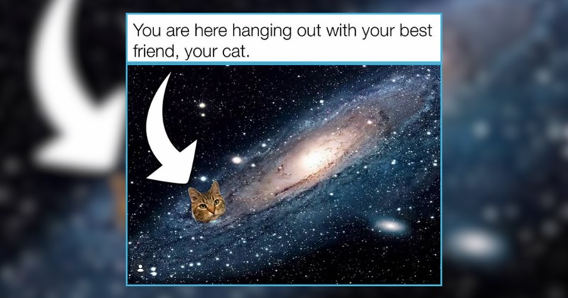 30 Purrfectly Whiskered Kitties to Whisk You Away to Wonderland