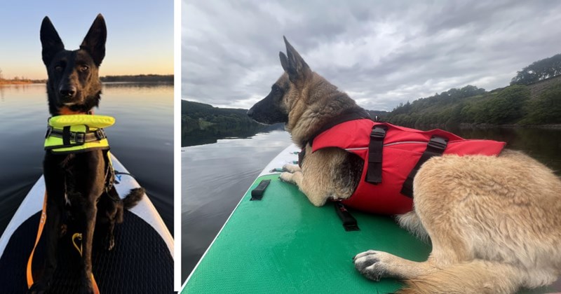 27 Paddle Boarding Pics Pawrents Adventure Puppers Pondering Next Excursion | thumbnail includes two images one image shows a brown dog with yellow collar sitting on a stand up paddle board on a lake, the other image shows a german shepherd with red lifejacket lying on green stand up paddle board on a river