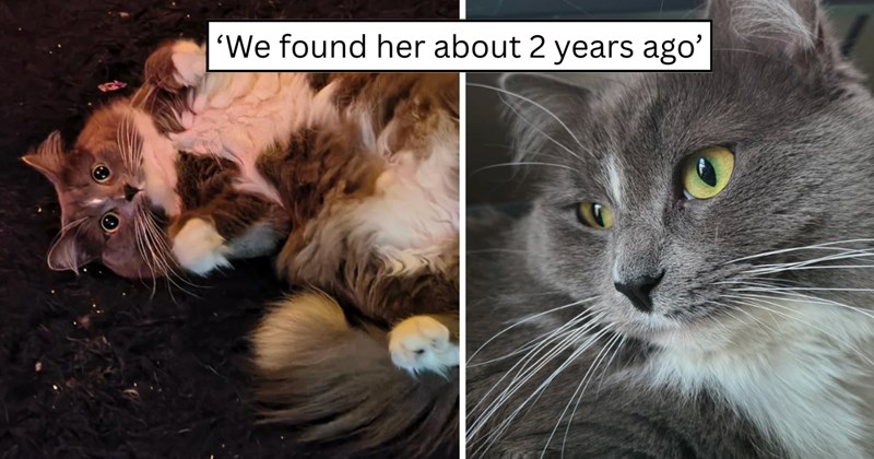 23 pictures of cats and text | thumbnail includes two pictures of a cat and one picture of text including '‘We found her about 2 years ago’'  