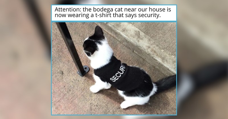 21 Catnapped Cat Memes for Criminals Only Interested in Cats