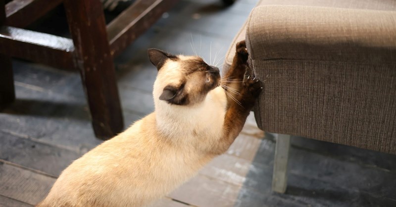 pet parenthood drama pets bad roommates psycho roommate cat owners roommates Cats Roommates - 44648965