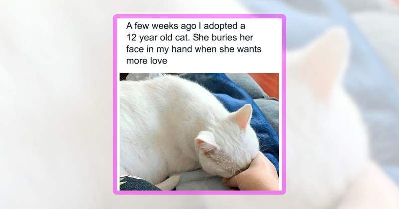 44 cat memes | thumbnail includes one meme including 'A few weeks ago I adopted a 12 year old cat. She buries her face in my hand when she wants more love'