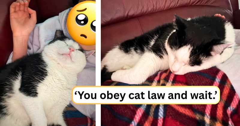 24 text pictures, 4 cat pictures | thumbnail includes two pictures of a cat, and ‘You obey cat law and wait.’