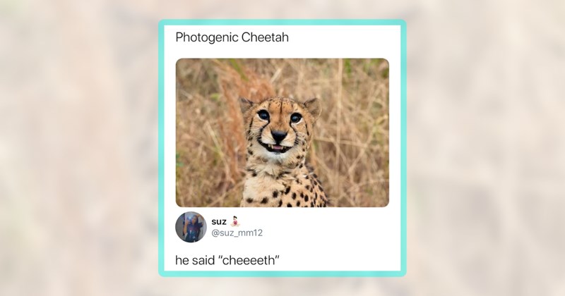 22 cheetah memes | thumbnail includes one meme including ''