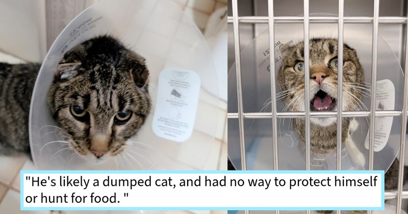 Dumped cat scooped up cat lover after crawling out from under RV, becoming third cat her feline family clean bill health fancy new name: ‘I've named him Camper since that's where I found him.’ | thumbnail includes two images one image shows a gray tabby with a cone looking sad, the other image shows a gray tabby with a cone in a vet kennel meowing ‘“He’s likely a dumped cat, and had no way to protect himself or hunt for food.”’