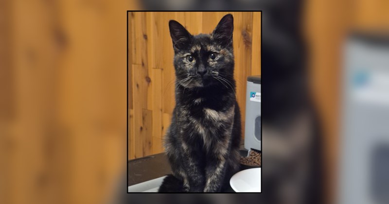 Little tortie kitten makes her way yelling and screaming up to person in their driveway, and they become the best of friends: 'She practically jumped into my arms'