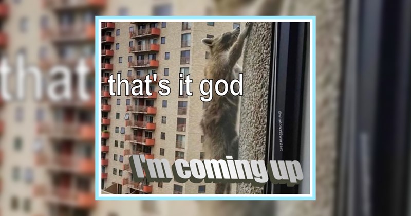 22 Raucous Raccoon Memes fur Matching your Fursday Freak | thumbnail includes one image which shows a raccoon climbing up the side of an apartment building ‘that’s it god’ ‘I’m coming up’ ‘windows95wordart’