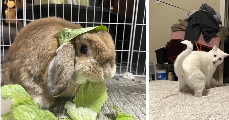 24 Silly Animal Photos fur your Sweet Afternoon Snack | thumbnail includes two images one image shows a brown rabbit with a piece of lettuce on its head eating a piece of lettuce, the other image shows a shocked white cat looking over its shoulder on a bed