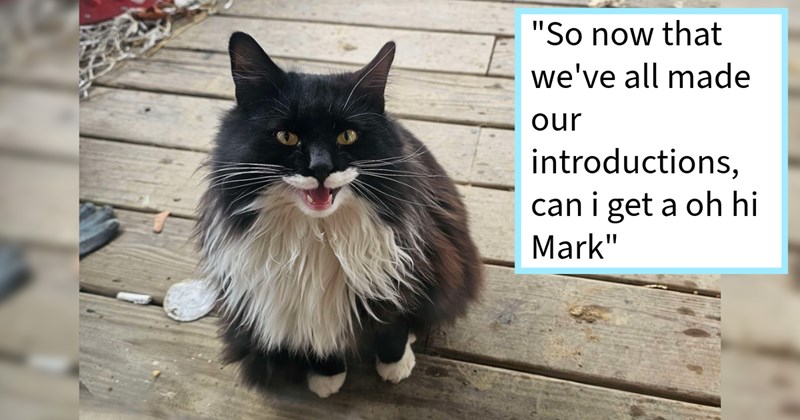 Cat Distribution System uses couple’s appreciation cult movie gift them unique looking cat grow large feline family by four paws: ‘We went store came home to... this little batman looking dude’  | thumbnail includes one image which shows a black and white long fur cat meowing sitting on wood deck ‘“So now that we’ve all made our introductions, can i get a oh hi Mark”’