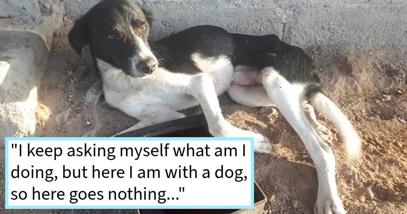 Canadian stuck Mexico saves street dog last legs from heat neglect heartfelt gesture kindness, resulting canine’s adoption into man’s family: ‘His name Sylvester my girlfriend going freak when I show up with him.’ | thumbnail includes one image which shows a black and white dog lying on its side in the dirt ‘“I keep asking myself what am I doing, but here I am with a dog, so here goes nothing…”’