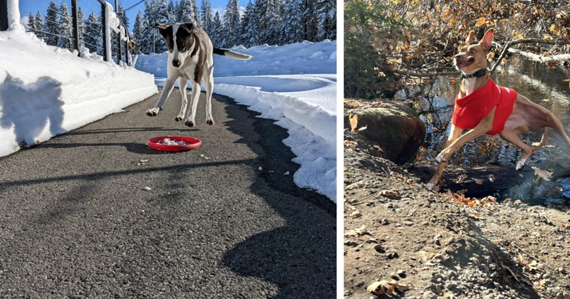 25 Fresh Canine Funnies fur End of the Week | thumbnail includes two images one image shows a black and white dog jumping in the air above a frisbee on a road surrounded by snow, the other image shows a dog jumping wildly wearing orange sweater on a riverbank