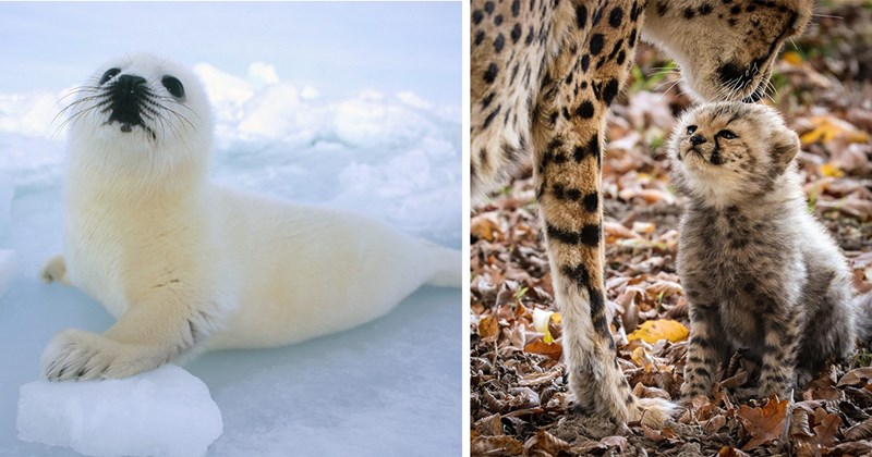 cutest baby animals | thumbnail includes two pictures including a baby arctic seal and a momma cheetah licking the head of a cheetah cub