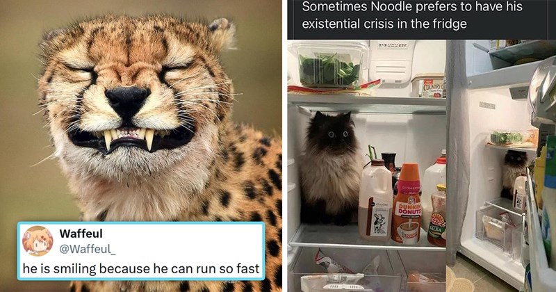 20 cat posts, memes, and tweets | Thumbnail includes one picture of a smiling cheetah and a tweet '@Waffeul he is smiling because he can run so fast' and a picture of a cat with shocked eyes inside a fridge 'Sometimes Noodle prefers to have his existential crisis in the fridge'