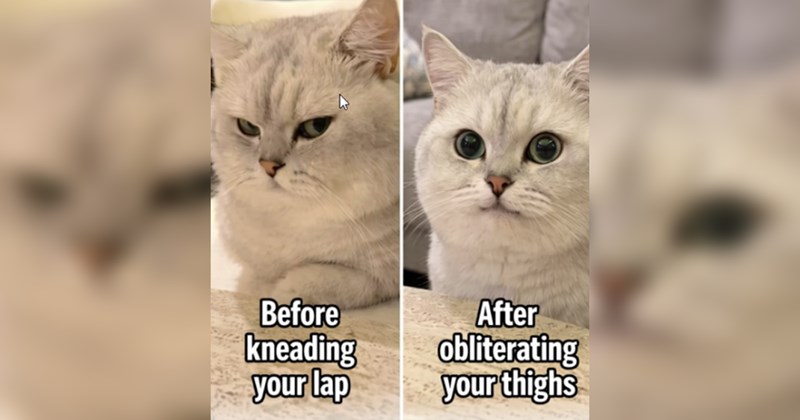 Funniest Cat Memes for Feline Fanatics