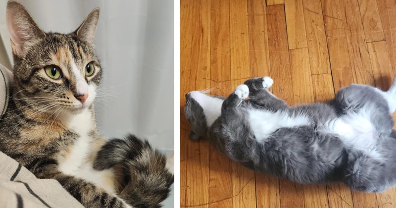 Six months apart and one mile away good human finds two cats to adopt, a calico and a grey fluffer, and they all couldn't be happier