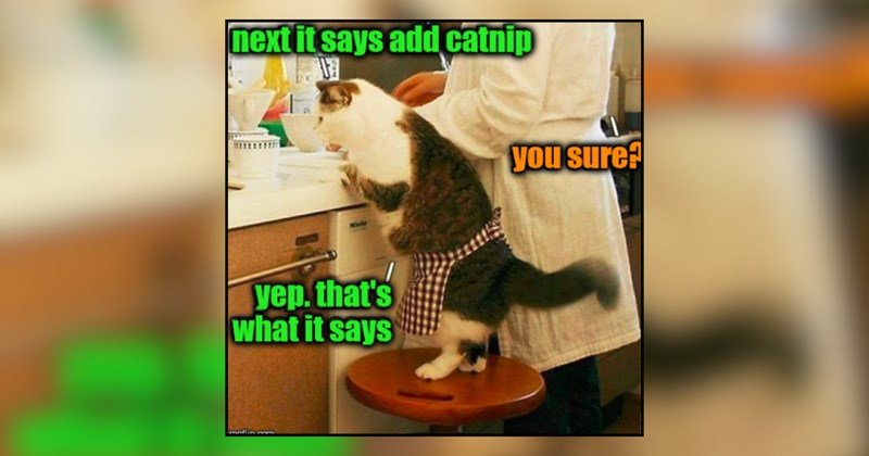 20 cat memes | thumbnail includes one meme and one picture of text including 'next it says add catnip you sure? yep. that's what it says' 