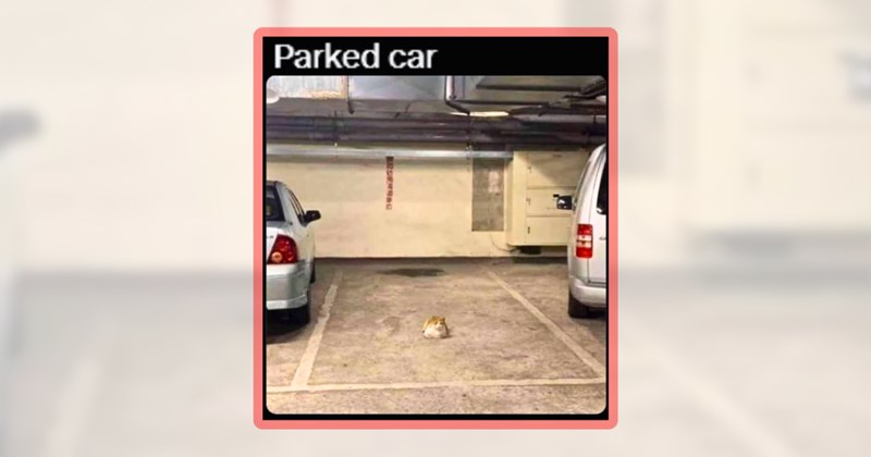 51 cat memes | thumbnail includes one meme including 'Parked car'