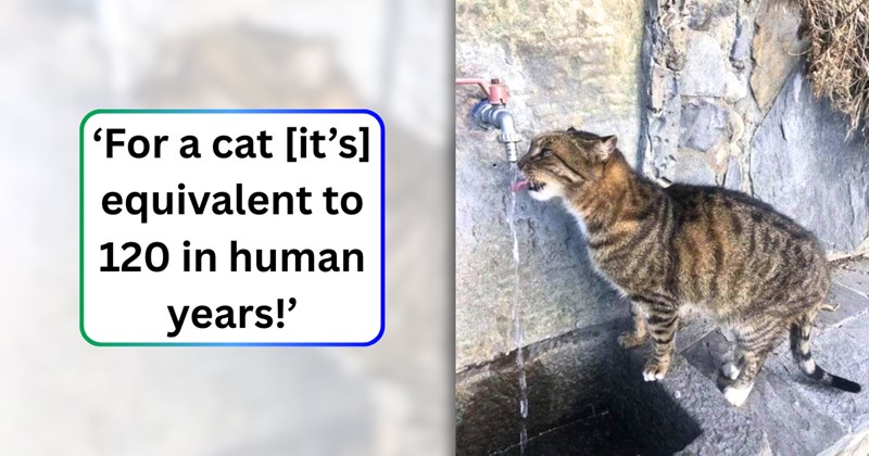 21 text pictures, 1 cat picture | thumbnail includes one picture of a cat, and ‘For a cat [it’s] equivalent to 120 in human years!’