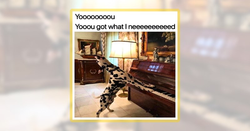 24 dog memes | thumbnail includes one meme including 'Yoooooooou Yooou got what I neeeeeeeeeed'