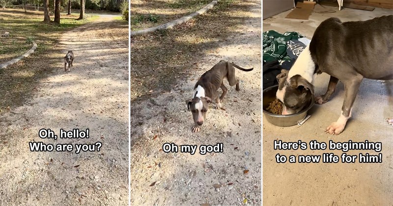 wholesome dogs pet parents rescue animals pets inspriting rescue dog uplifting happy animals rescue Doggos - 44663557