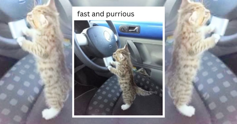 kittens cute cats cat memes