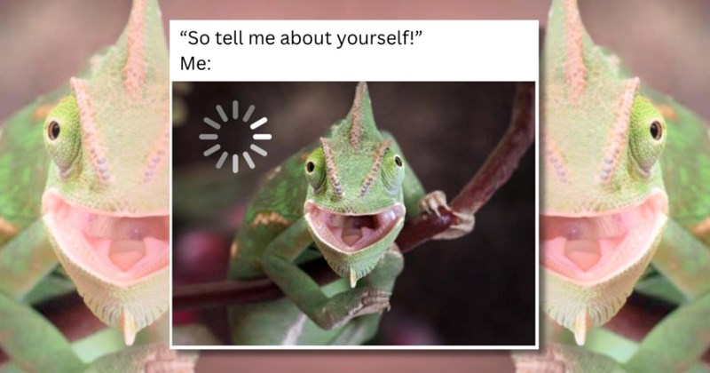 lizards memes meme funny