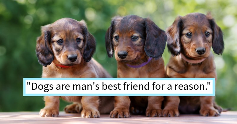 Dog Distribution System surprises dachshund pawrent heartbreaking heartwarming parking lot puppy adoption dog mom who’d become too sick care for her soul dog, dog dad says: ‘She loved this dog more than I can express.’ | thumbnail includes one image which shows three dachshund puppies sitting on a bench in a park ‘“dogs are man’s best friend for a reason.”’
