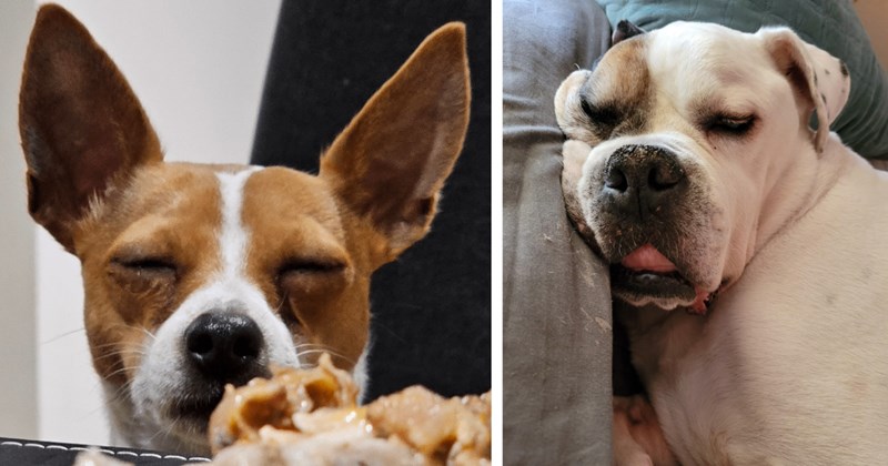 24 Hilarious Hounds Who Look Like They Had One Too Many After Work Social | thumbnail includes two images one image shows a brown and white dog with eyes mostly shut, the other image shows a white dog face smushed against side of couch eyes half open