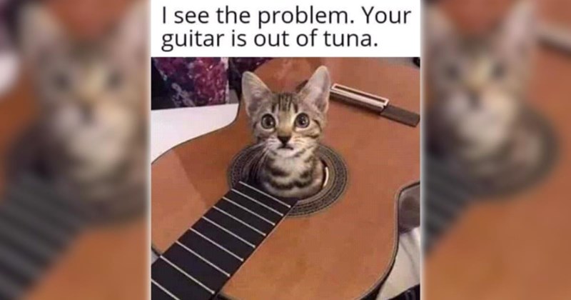 A Fancy Feast of 26 Feline Feel-Goods To Browse on a Cozy Saturday Morning (March 12, 2026)