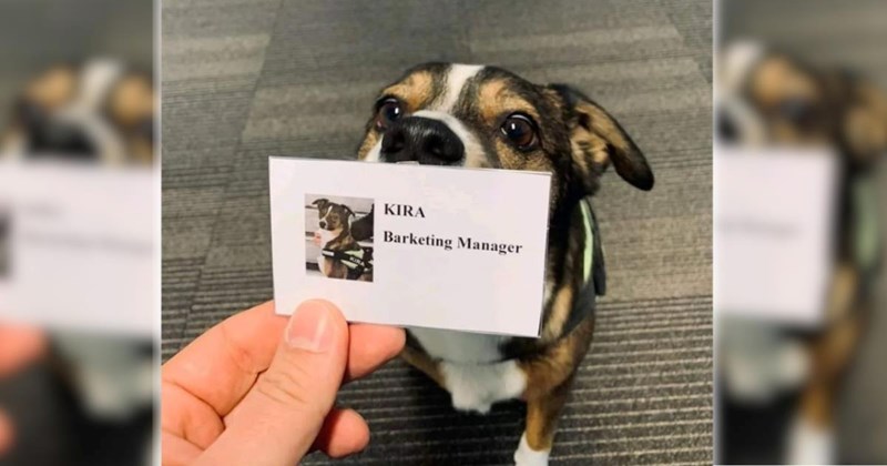 22 Sweet Doggo Delights to Welcome Spring with Smiles and Soaring Spirits