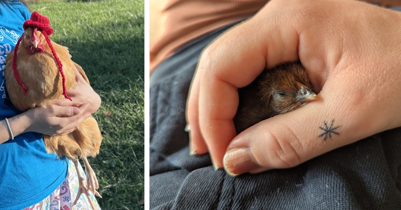 24 Cute Pet Chicken Pics Clucking Calm Weekend | thumbnail includes two images one image shows a brown chicken wearing a red knitted hat being held in a person’s arms, the other image shows a baby chicken being held in a person’s hand 