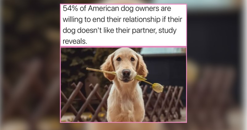 24 Derpy Boys and Girls For Dog Lovers Around the World