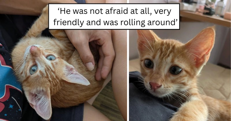 22 pictures of cats and text | thumbnail includes two pictures of a cat and one picture of text including '‘He was not afraid at all, very friendly and was rolling around’' 